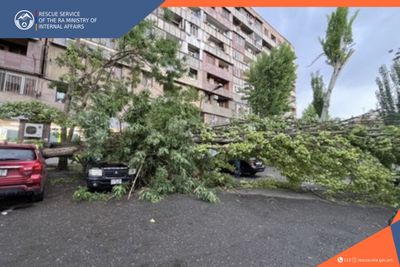 Rescuers alongside landscaping employees removed the tree from the cars