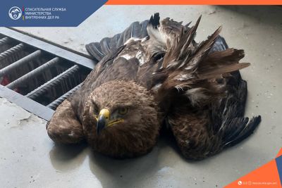 Спасатели пришли на помощь раненому орлу и передали его фонду защиты животных